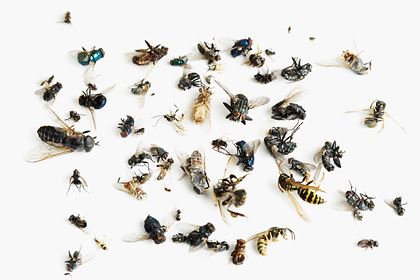 Объяснено катастрофическое исчезновение насекомых