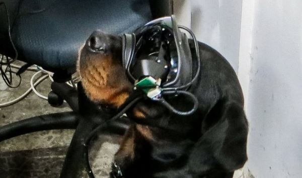 Армия США разрабатывает систему дополненной реальности для военных собак