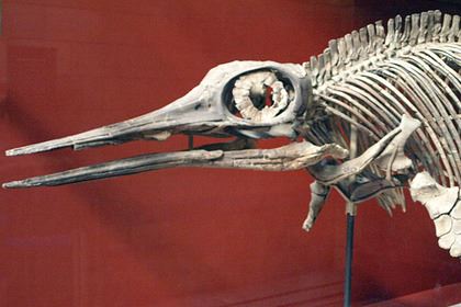 В России нашли скелет жившего более 240 миллионов лет назад ихтиозавра