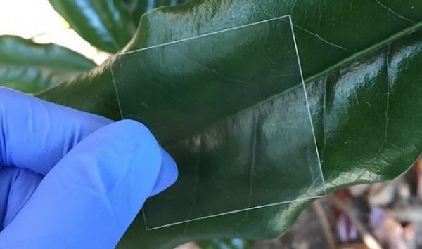 Ученые разработали технологию превращения дерева в прозрачное стекло